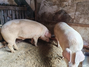 Vand porci de tara  - imagine 2