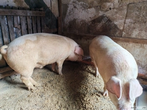 Vand porci de tara  - imagine 3