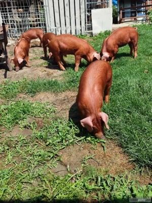 purcei 25 kg rasa duroc 