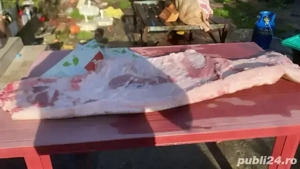 Porci Duroc - imagine 4