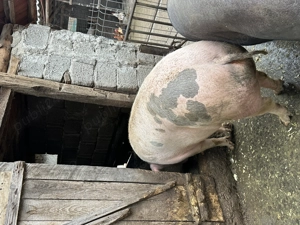 Vând porc  - imagine 2