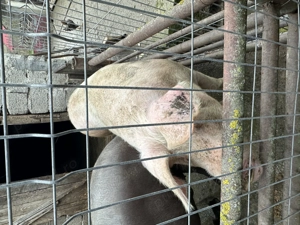 Vând porc  - imagine 4