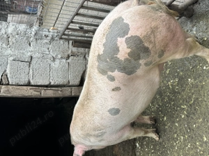 Vând porc  - imagine 3