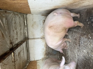 Porc de vanzare - imagine 2