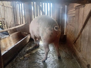 Vand porc de scrificat între 130-150 de kg - imagine 4