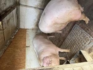 Porc de vanzare - imagine 4