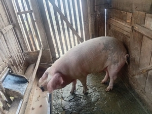 Vand porc între 130-150 de kg