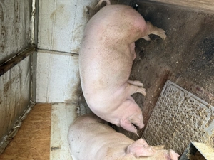 Porc de vanzare - imagine 3
