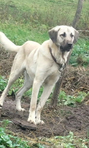 Kangal  cuminte   , jucăuș   - imagine 2