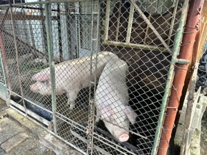 Porci de vanzare - crescuti la casa - imagine 4