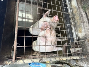 Porci de vanzare - crescuti la casa - imagine 2