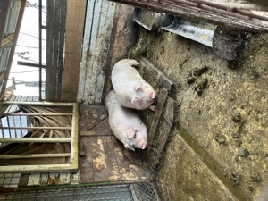 Porci de vanzare - crescuti la casa - imagine 3