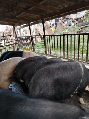 Vand porci pentru sacrificat bazna 