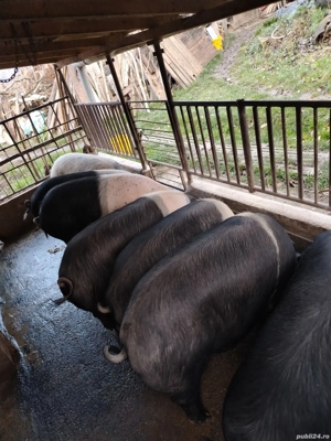 Vand porci pentru sacrificat bazna  - imagine 2