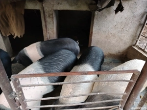 Vand porci pentru sacrificat bazna  - imagine 3