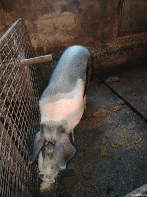 Porc pentru sacrificat bazna 