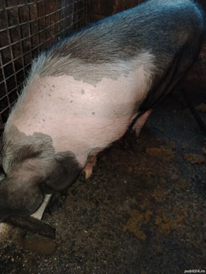 Porc pentru sacrificat bazna  - imagine 2