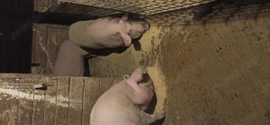 Vând porci  de la 140-170kg - imagine 2