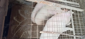 Vând porci  de la 140-170kg