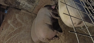 Vând porci  de la 140-170kg - imagine 3