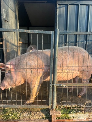 Porc de vanzare - imagine 3