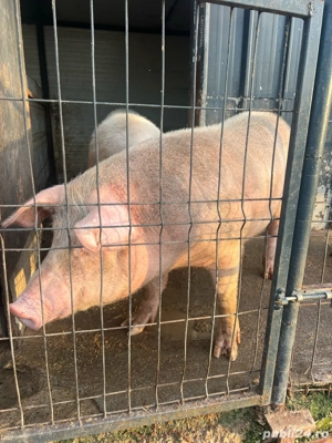 Porc de vanzare - imagine 2