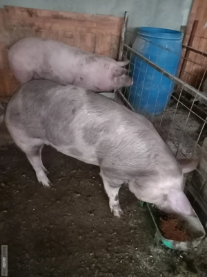 vand porci 110-130kg