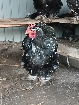 Vând Cocoși cochinchina uriaș