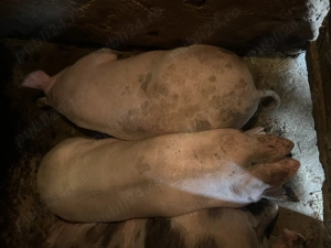 Vând porci crescuți în gospodărie (170-180kg) - imagine 2