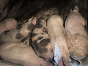 Vând porci crescuți în gospodărie (170-200kg)