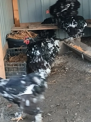 Vând Cocoși cochinchina uriaș - imagine 3