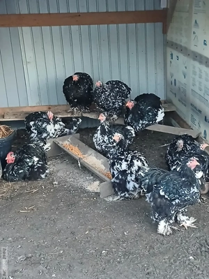 Vând Cocoși cochinchina uriaș - imagine 4