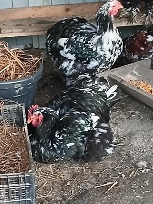 Vând Cocoși cochinchina uriaș - imagine 5