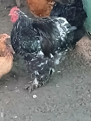 Vând Cocoși cochinchina uriaș - imagine 2