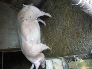 Porci mari de carne - imagine 2