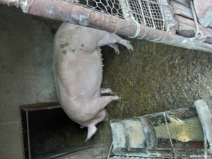 Porci mari de carne - imagine 3