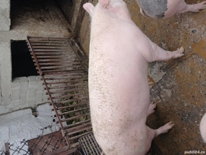 porc de vanzare  - imagine 2