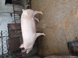 porc de vanzare  - imagine 3