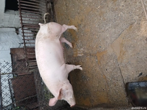 porc de vanzare 