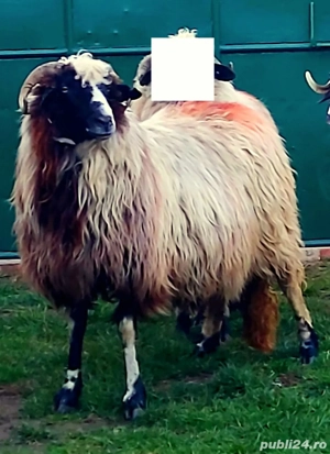 Oi breze de vânzare 