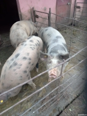 vând porci - imagine 2