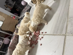 Vând bichon havanez de talie mică 