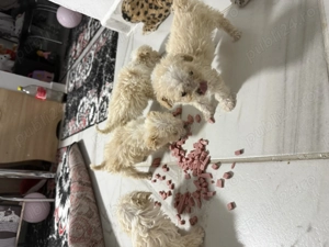 Vând bichon havanez de talie mică  - imagine 3