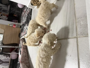 Vând bichon havanez de talie mică  - imagine 4