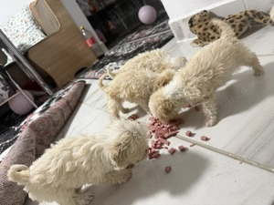 Vând bichon havanez de talie mică  - imagine 2