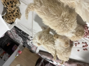 Vând bichon havanez de talie mică  - imagine 5