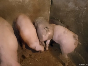 porci de carne  - imagine 2