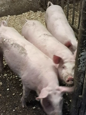 Vând șoldani de 3 luni - imagine 4