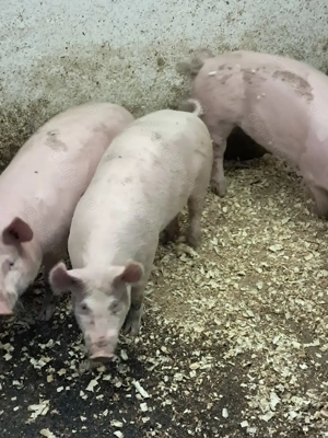 Vând șoldani de 3 luni - imagine 3