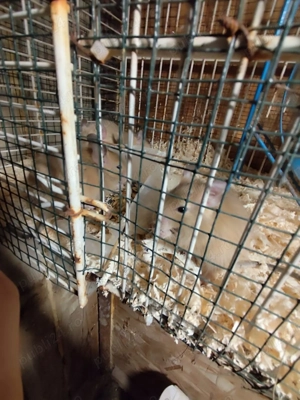 Veverițe Degu, domestica.  - imagine 3